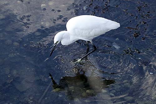aigrette garzette img_0730