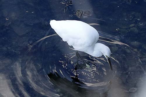 aigrette garzette img_0733