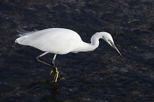 aigrette garzette img_1249