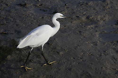aigrette garzette img_1255