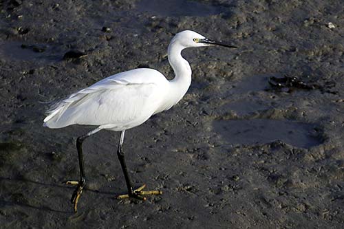 aigrette garzette img_1256
