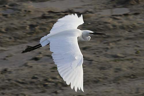 aigrette garzette img_1262