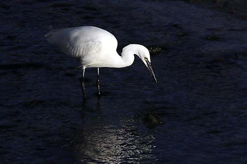 aigrette garzette img_1267