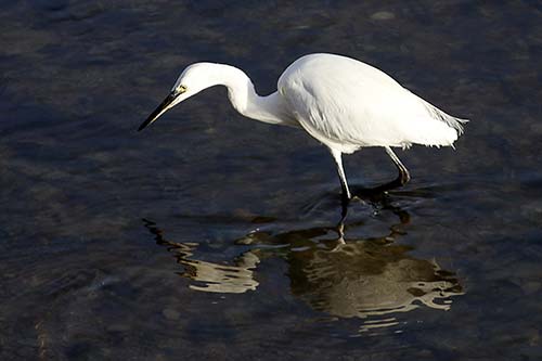 aigrette garzette img_1291