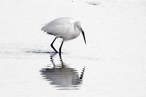 aigrette garzette img_2502a