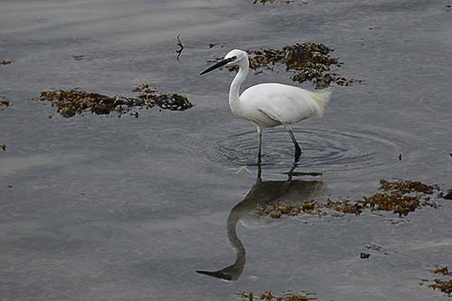 aigrette garzette img_9692