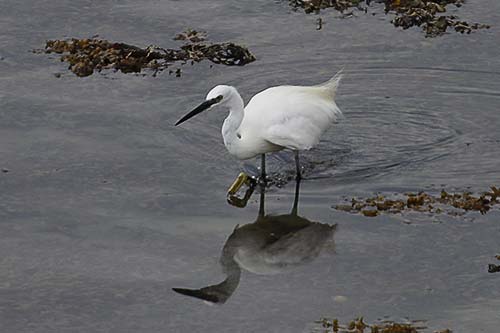 aigrette garzette img_9693