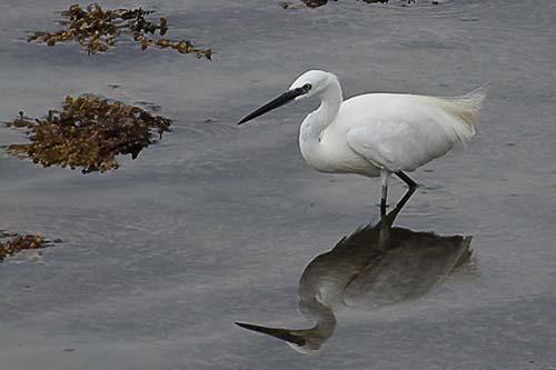 aigrette garzette img_9694