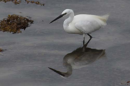 aigrette garzette img_9695