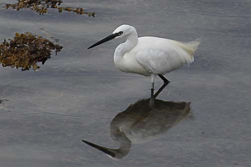 aigrette garzette img_9596