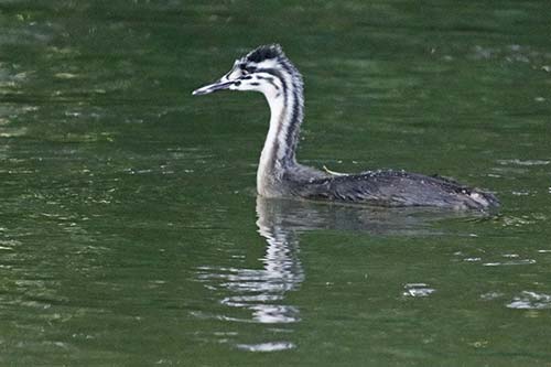 Grèbe huppé img_0605