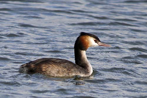 Grèbe huppé img_0628