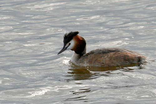 Grèbe huppé img_06950
