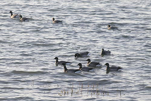 Bernache cravant img_02328