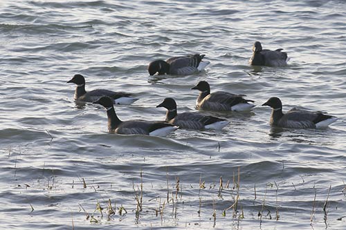 Bernache cravant img_02328a