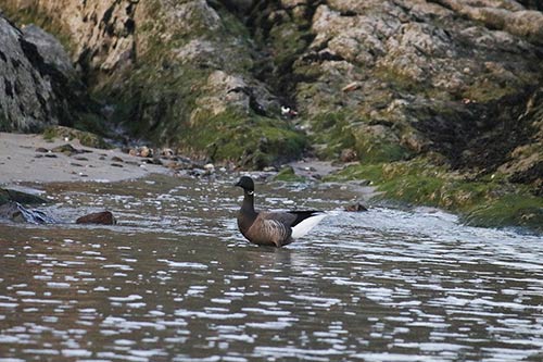 Bernache cravant img_02404