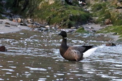 Bernache cravant img_02404a