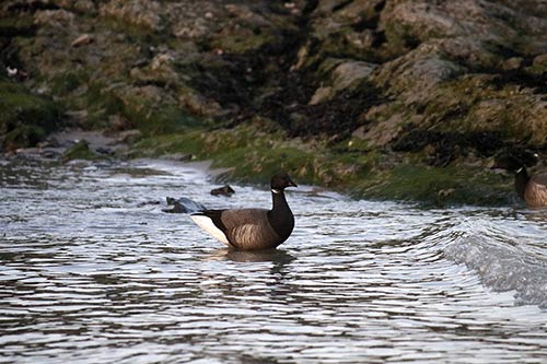 Bernache cravant img_02408