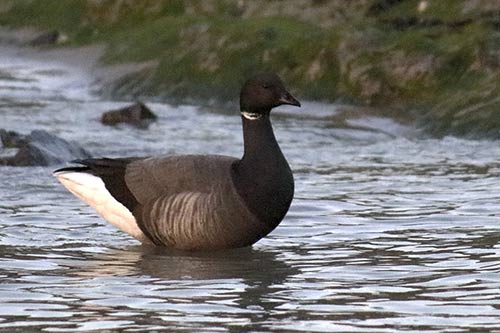 Bernache cravant img_02408a