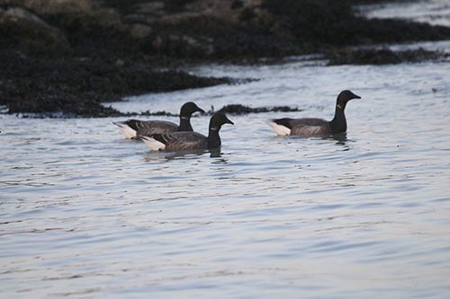 Bernache cravant img_02418