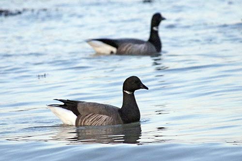 Bernache cravant img_02420a