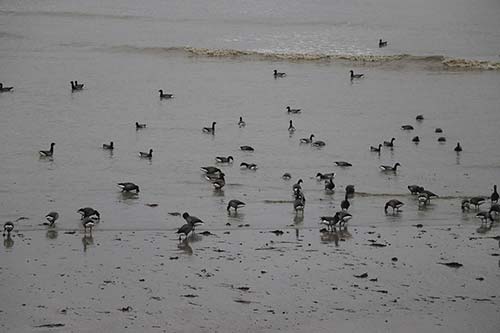 Bernache cravant img_04423