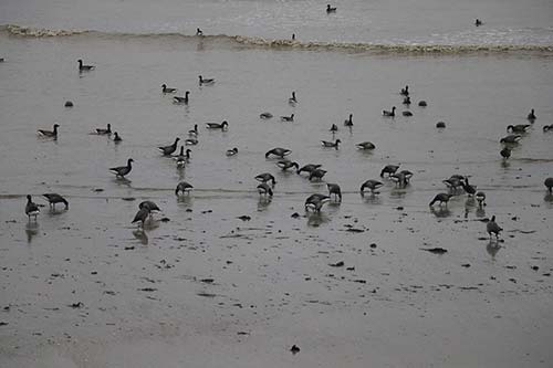 Bernache cravant img_04424