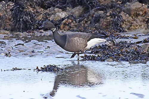 Bernache cravant img_04808