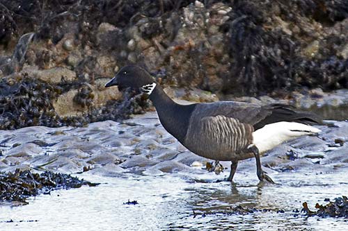 Bernache cravant img_04809