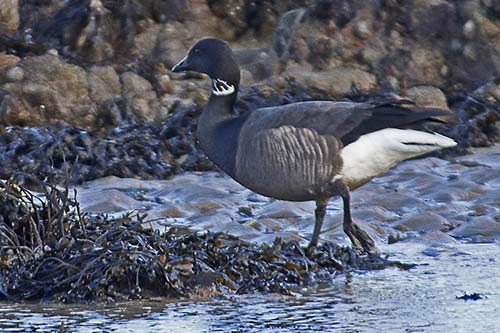 Bernache cravant img_04810