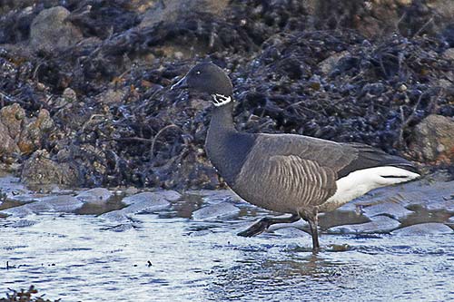 Bernache cravant img_04811