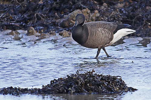 Bernache cravant img_04812