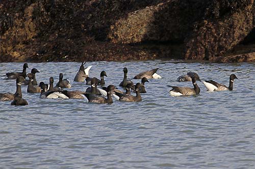 Bernache cravant img_04988