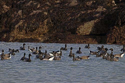 Bernache cravant img_04994