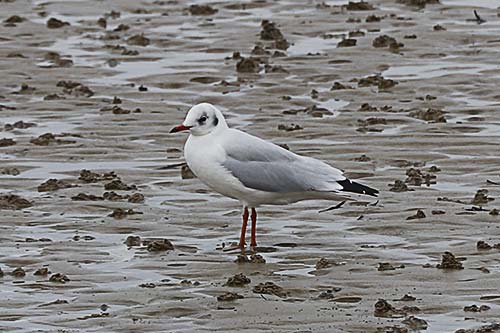 Mouette rieuse img_07436