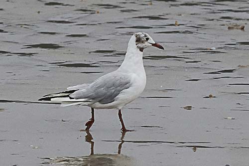 Mouette rieuse img_07440