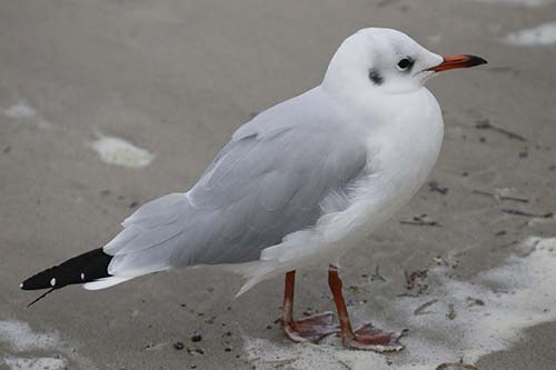 Mouette rieuse img_09330