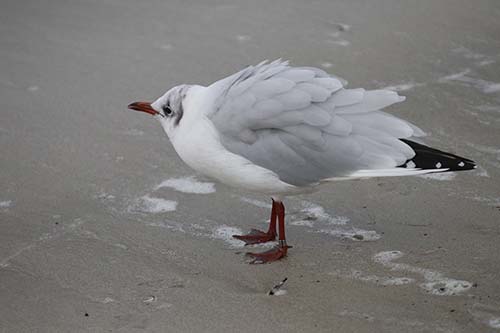 Mouette rieuse img_09331