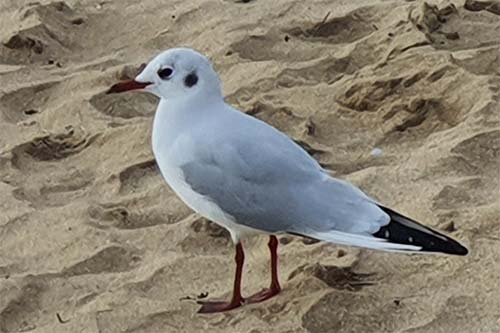 Mouette rieuse sam172654