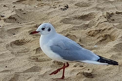 Mouette rieuse sam172702