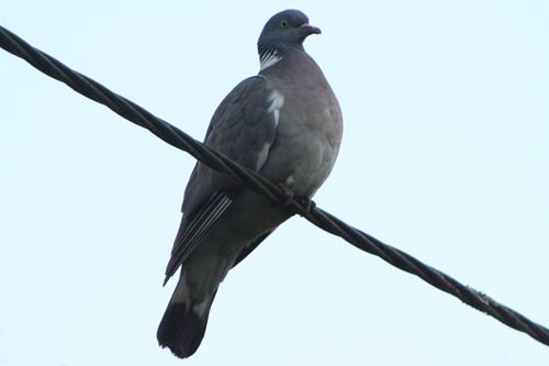 Le pigeon ramier Le pigeon ramier