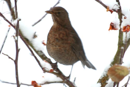 la grive musicienne la grive musicienne