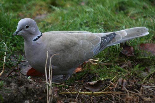 la tourterelle turque la tourterelle turque