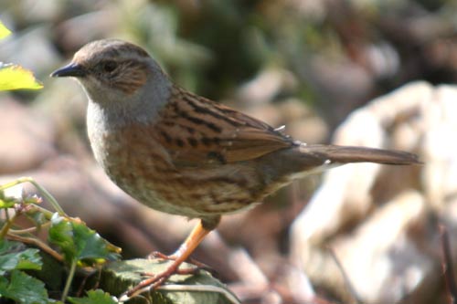 accenteur mouchet accenteur mouchet