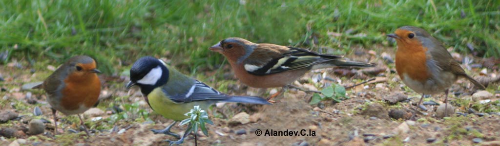 la mésange charbonnière