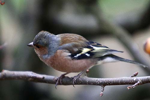 la pinsonne img_1575