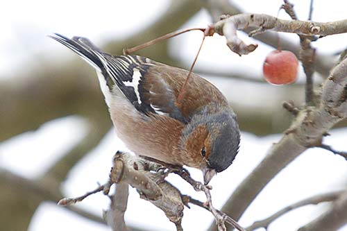 la pinsonne img_2357