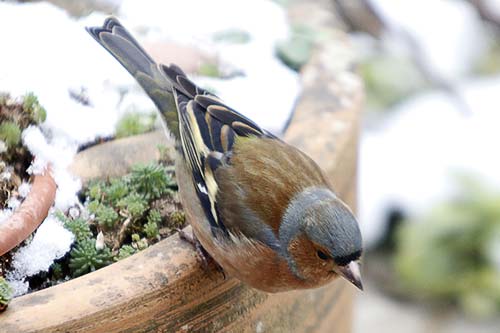 la pinsonne img_2441