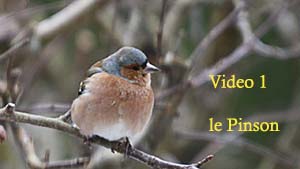 la pinsonne img_2626