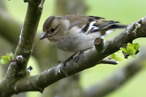 la pinsonne img_2626